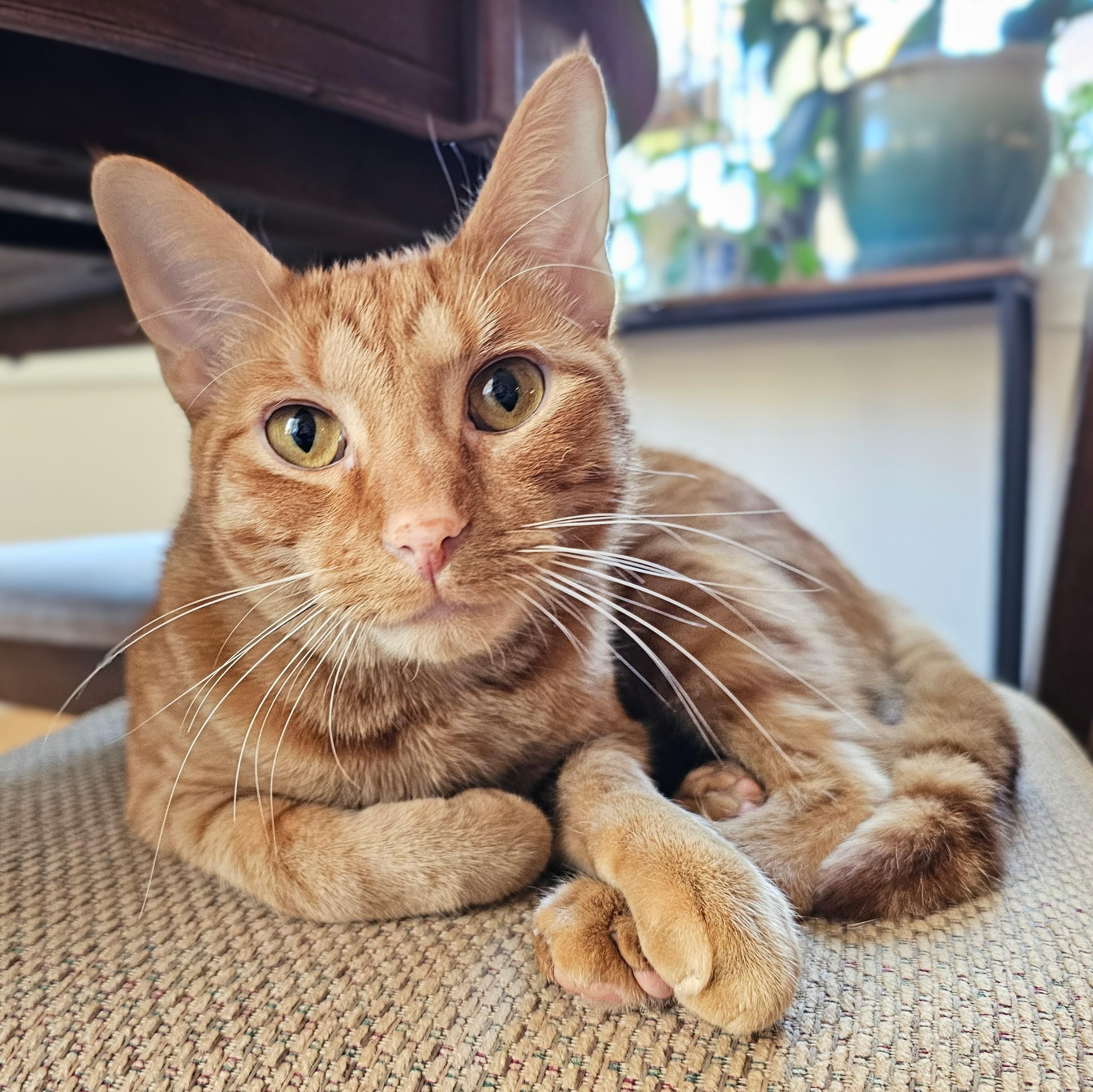 Enlarge Ollie, a Adoptable Tabby in Chicago, IL image 3/6