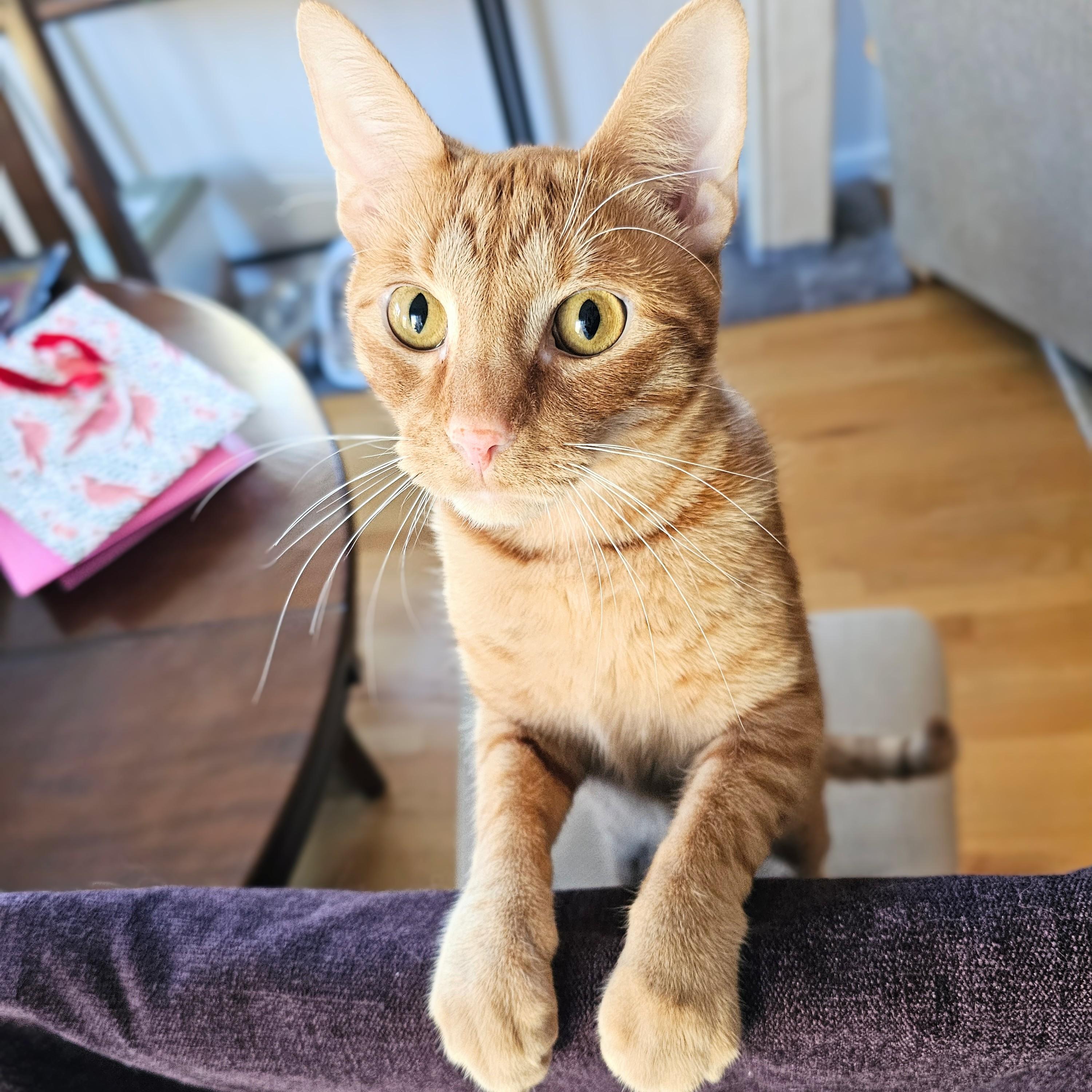 Enlarge Ollie, a Adoptable Tabby in Chicago, IL image 5/6