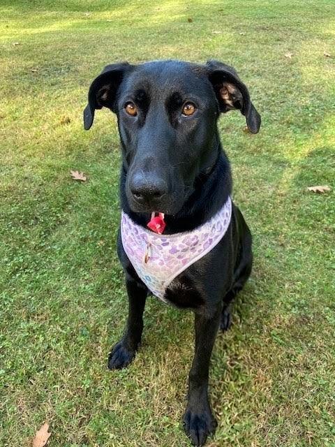Enlarge Roxy - In NJ, a Adoptable mixed breed in Willington, CT image 3/6