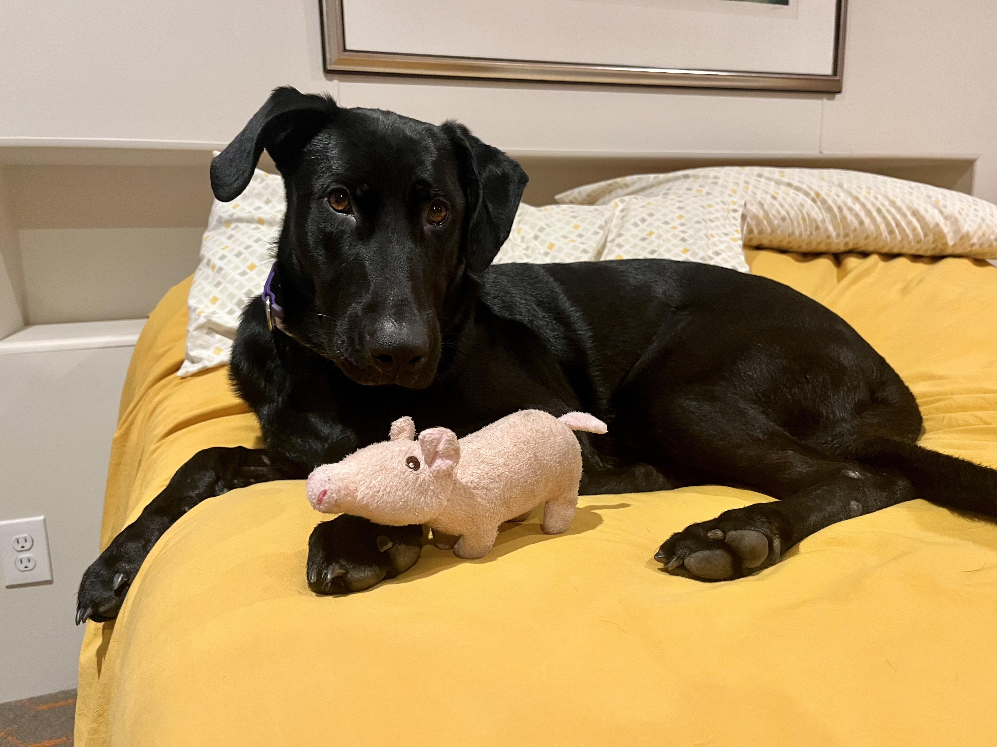 Enlarge Roxy - In NJ, a Adoptable mixed breed in Willington, CT image 2/6