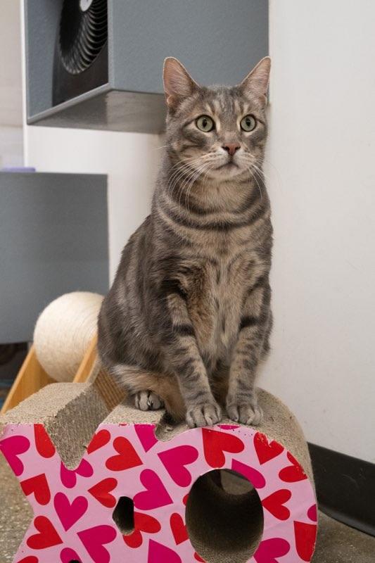 Enlarge Remington, a Adoptable Domestic Short Hair in staten island, NY image 3/5