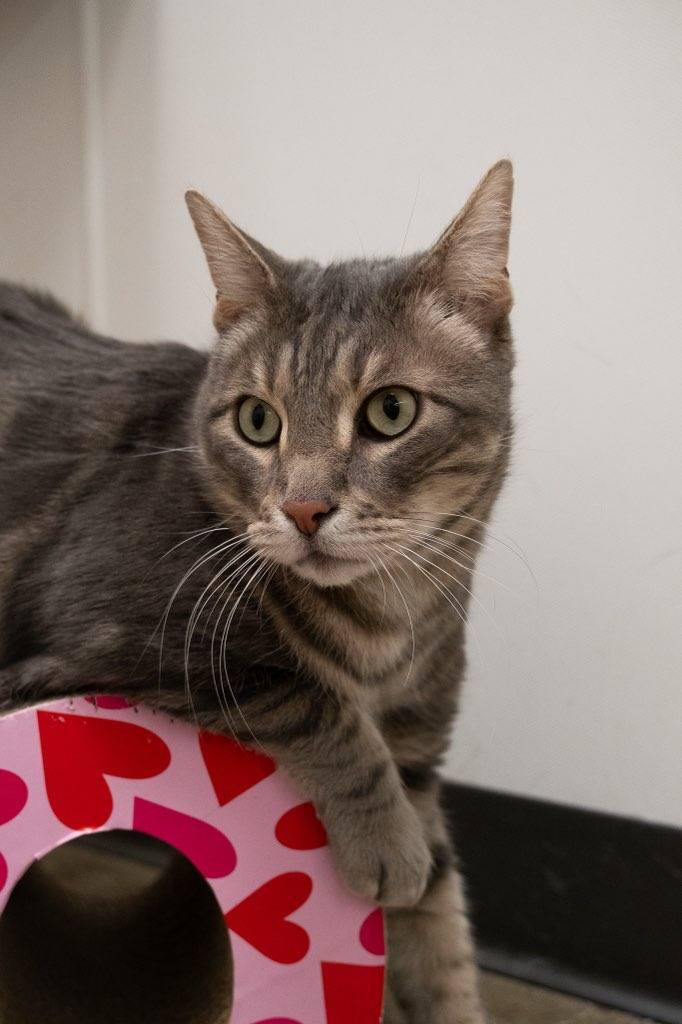 Enlarge Remington, a Adoptable Domestic Short Hair in staten island, NY image 2/5