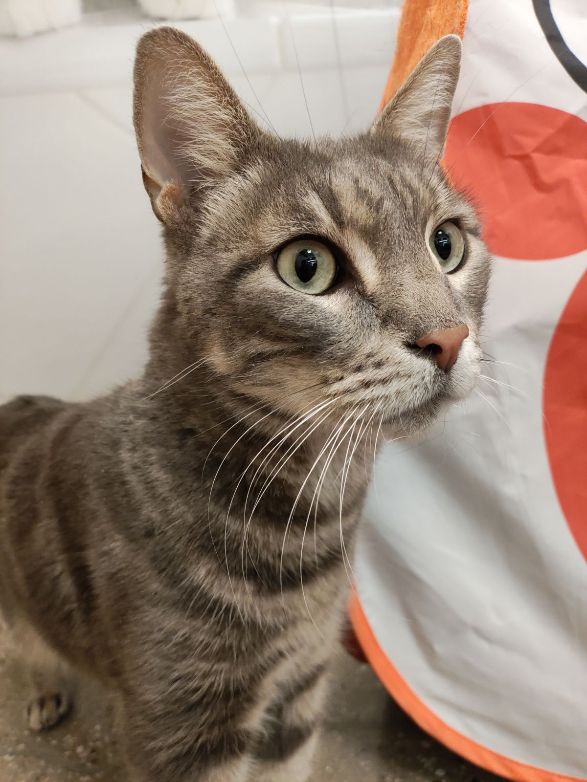 Remington, a Adoptable Domestic Short Hair in staten island, NY image 2/5