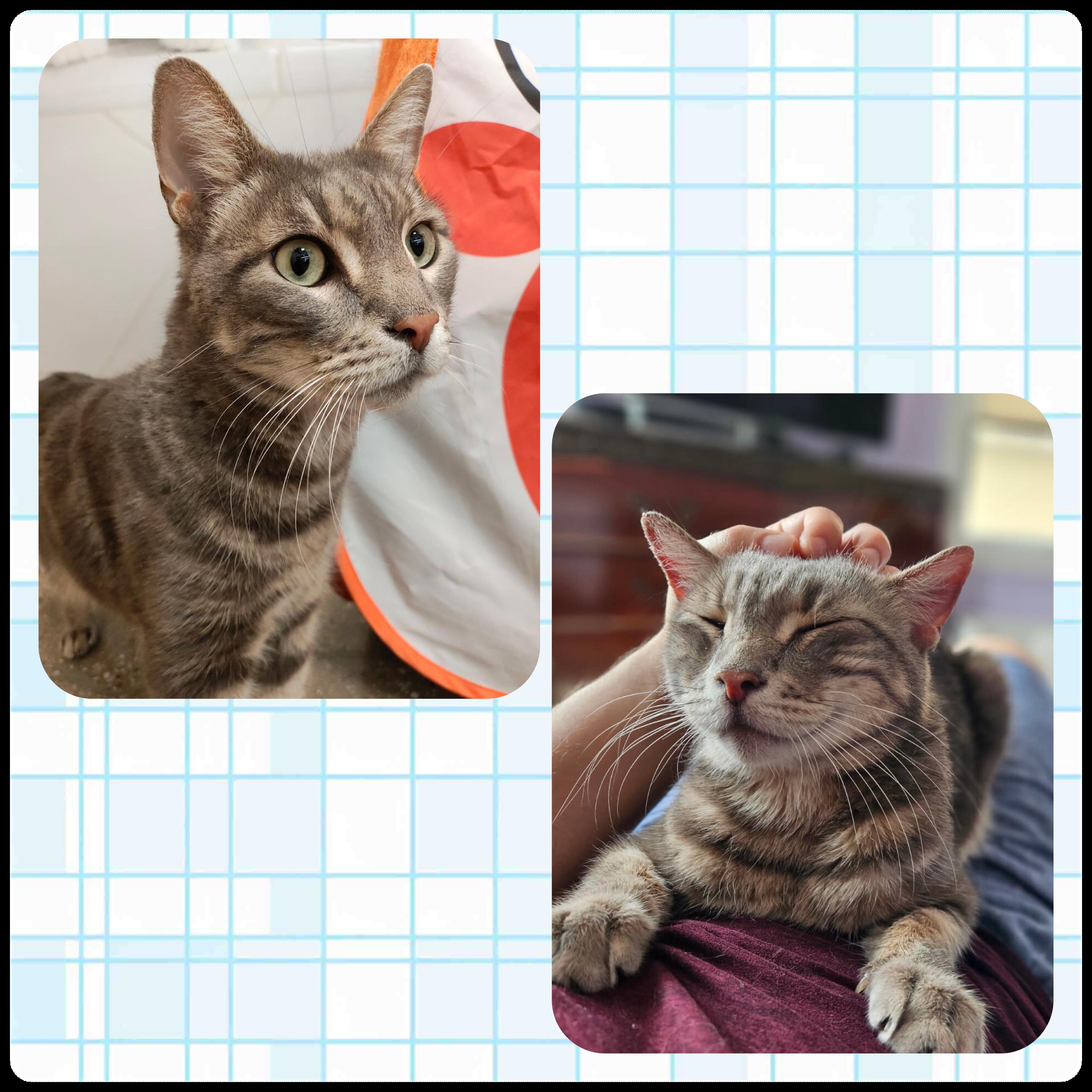 Remington, Adoptable, Adult Male Domestic Short Hair.