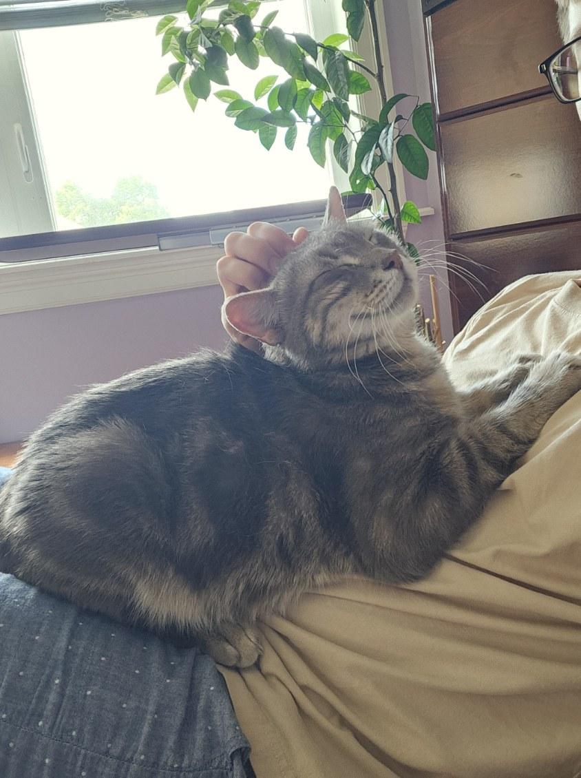 Remington, a Adoptable Domestic Short Hair in staten island, NY image 3/5