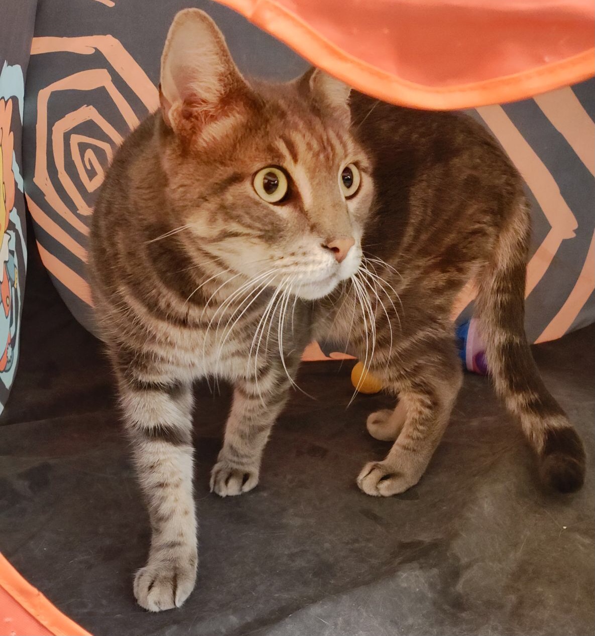 Remington, a Adoptable Domestic Short Hair in staten island, NY image 5/5