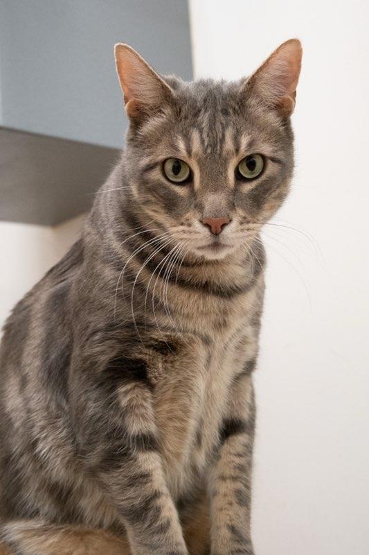 Remington, Adoptable, Adult Male Domestic Short Hair.