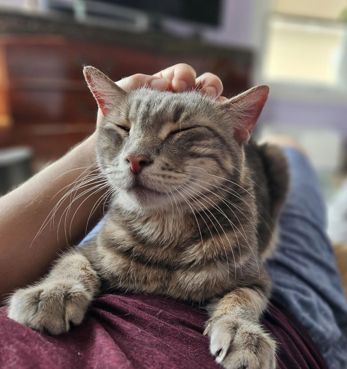 Remington, a Adoptable Domestic Short Hair in staten island, NY image 4/5