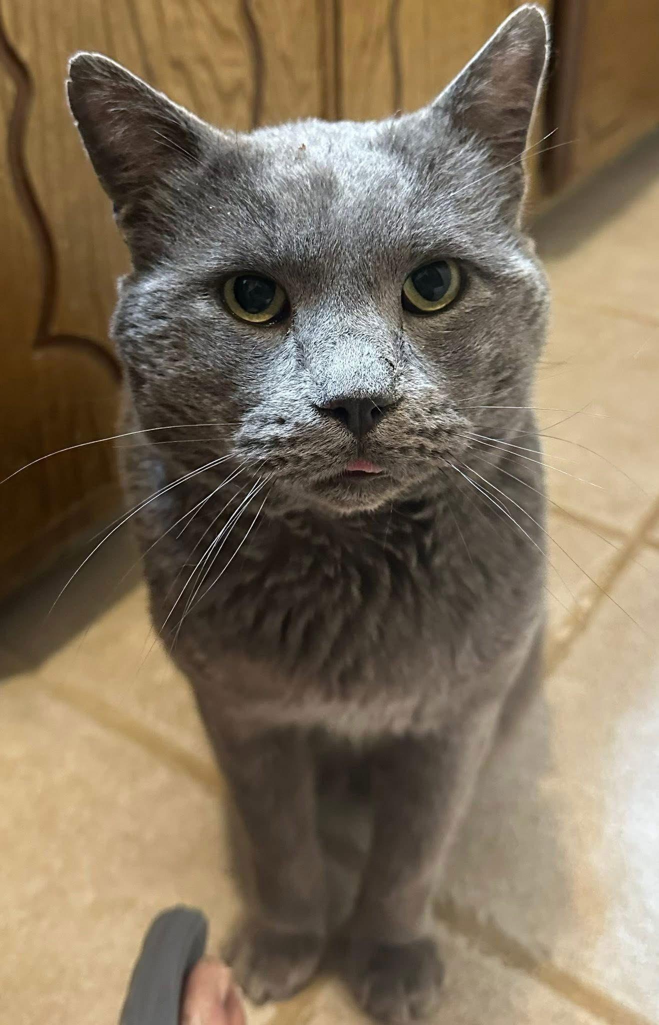 Enlarge Toby, a Adoptable Domestic Short Hair in McKinney, TX image 1/2