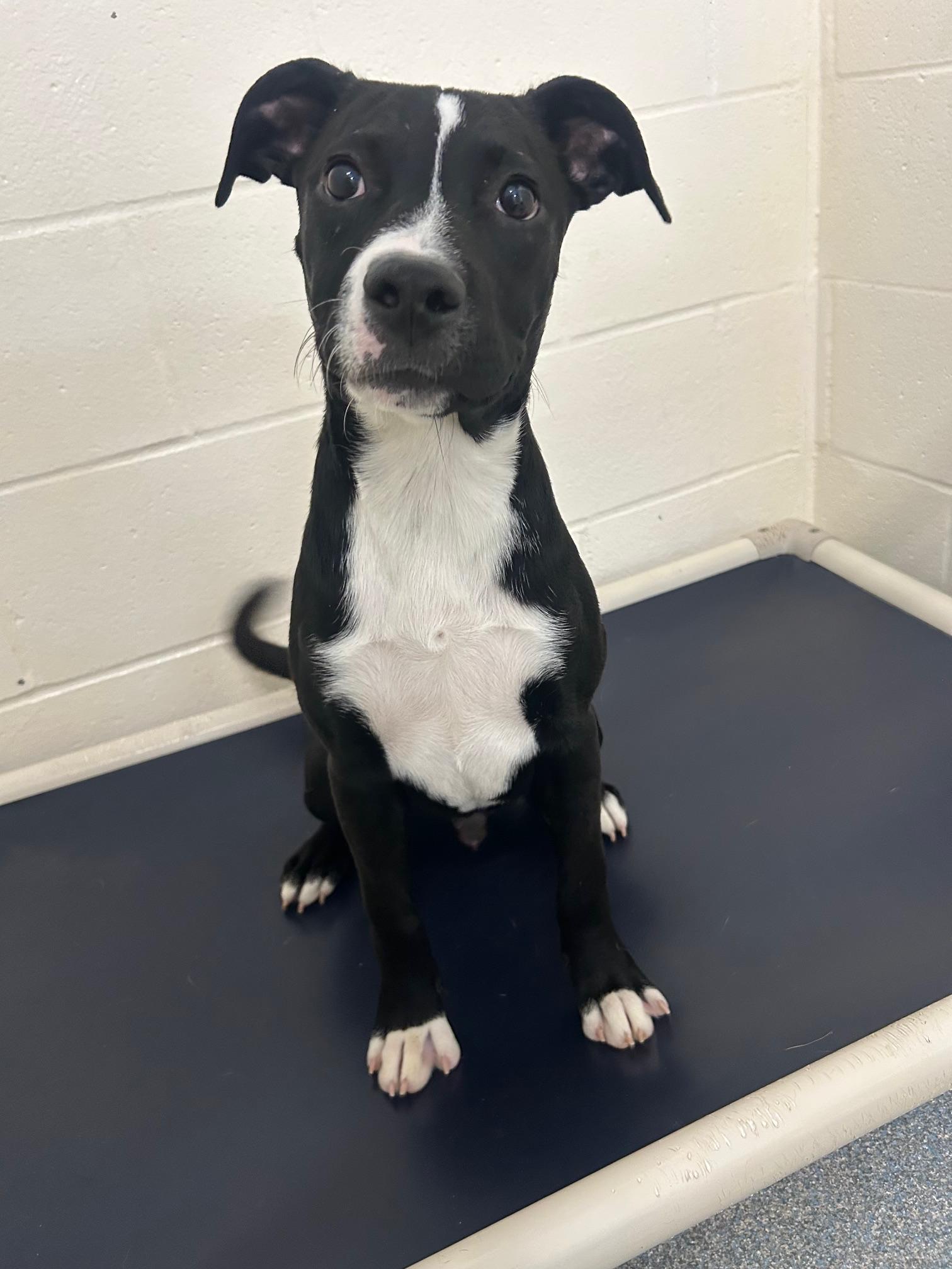 Mushu, ADOPTABLE, Young Male Mixed Breed.