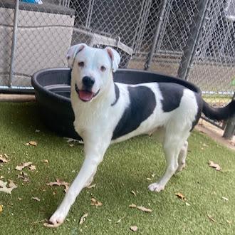 Chance, Adoptable, Adult Male Bull Terrier & Shepherd.