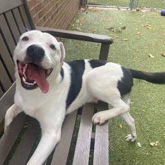 Chance, a Adoptable mixed breed in Germantown, TN image 2/3