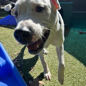 Chance, a Adoptable mixed breed in Germantown, TN image 3/3