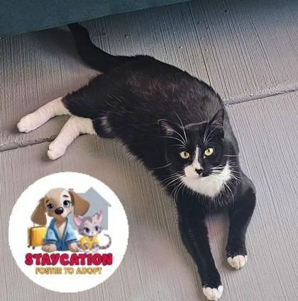 Toby, Adoptable, Adult Male Domestic Short Hair & Domestic Short Hair.