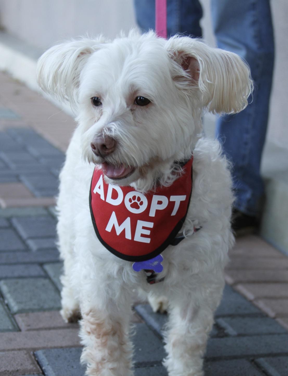 Enlarge Zoey, a Adoptable mixed breed in Mission Viejo, CA image 1/4