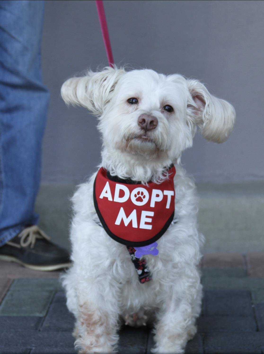 Enlarge Zoey, a Adoptable mixed breed in Mission Viejo, CA image 2/4