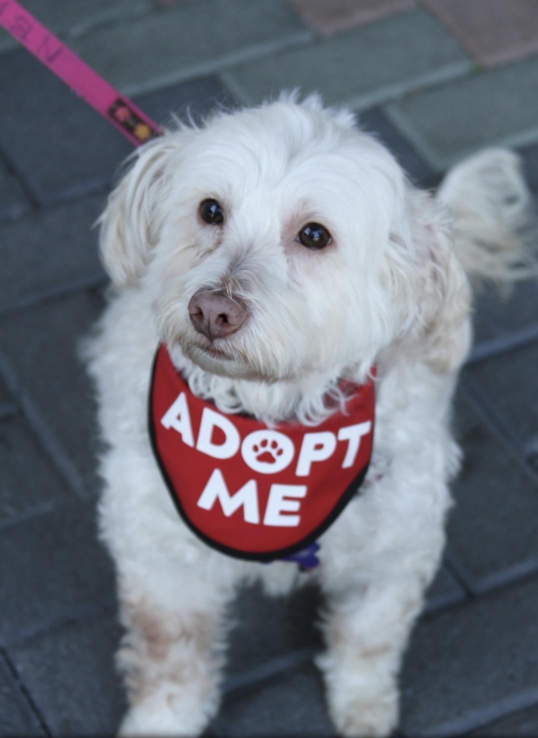Enlarge Zoey, a Adoptable mixed breed in Mission Viejo, CA image 3/4