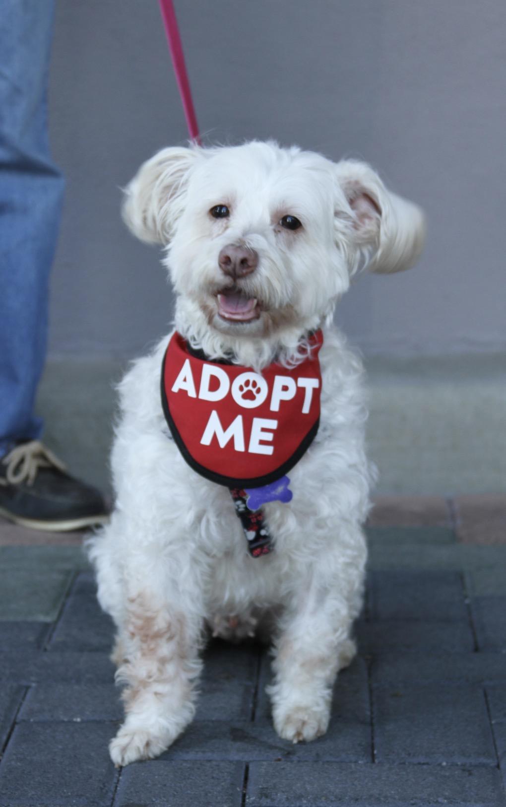 Enlarge Zoey, a Adoptable mixed breed in Mission Viejo, CA image 4/4