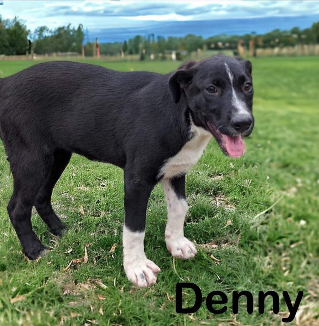DENNY