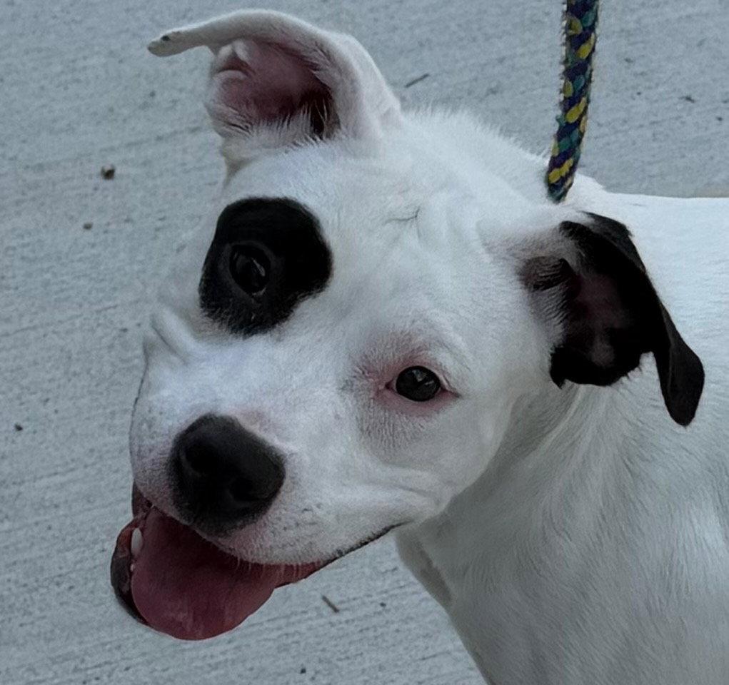 26-266 Bianca, Adoptable, Adult Female Pit Bull Terrier.