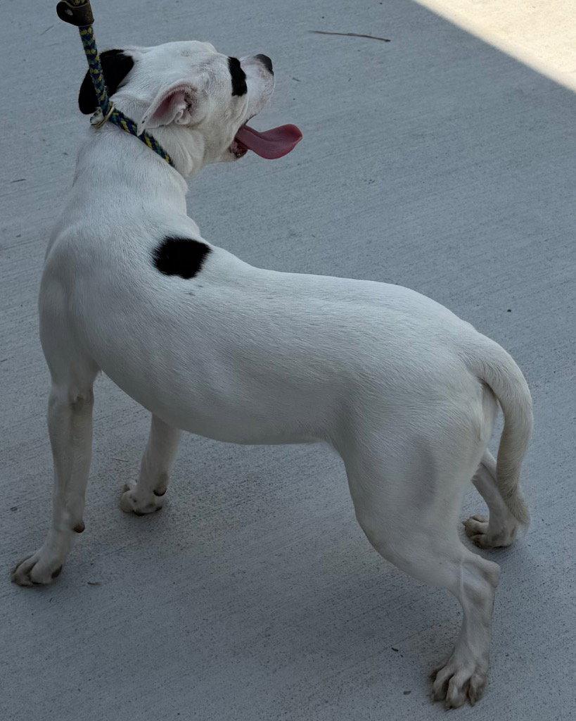 Enlarge 26-266 Bianca, a Adoptable Pit Bull Terrier in Tarboro, NC image 2/2