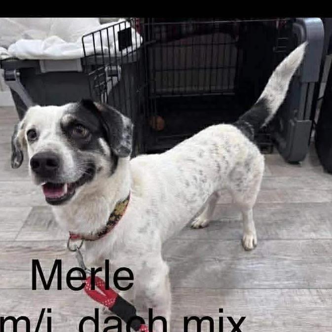 Merle, a Adoptable Dachshund in Saint John, IN image 1/6