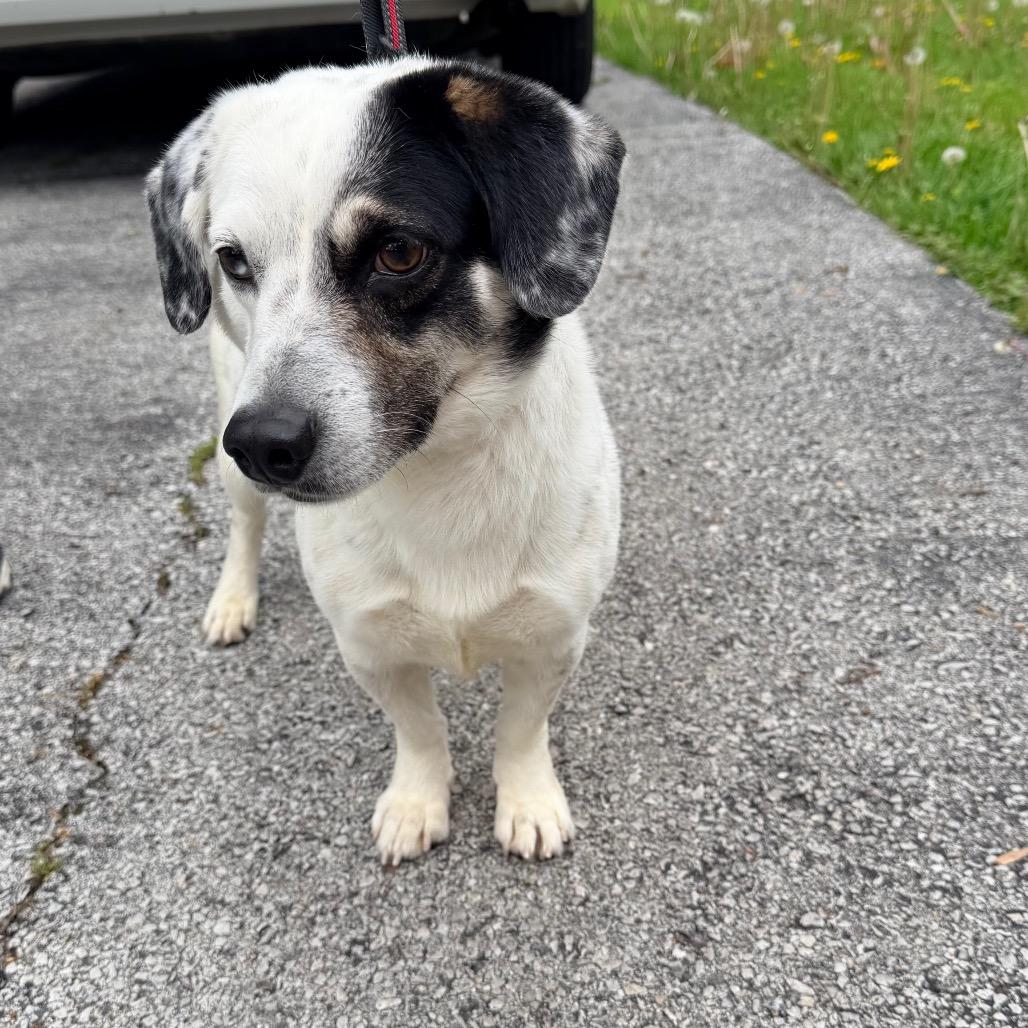Merle, a Adoptable Dachshund in Saint John, IN image 3/6