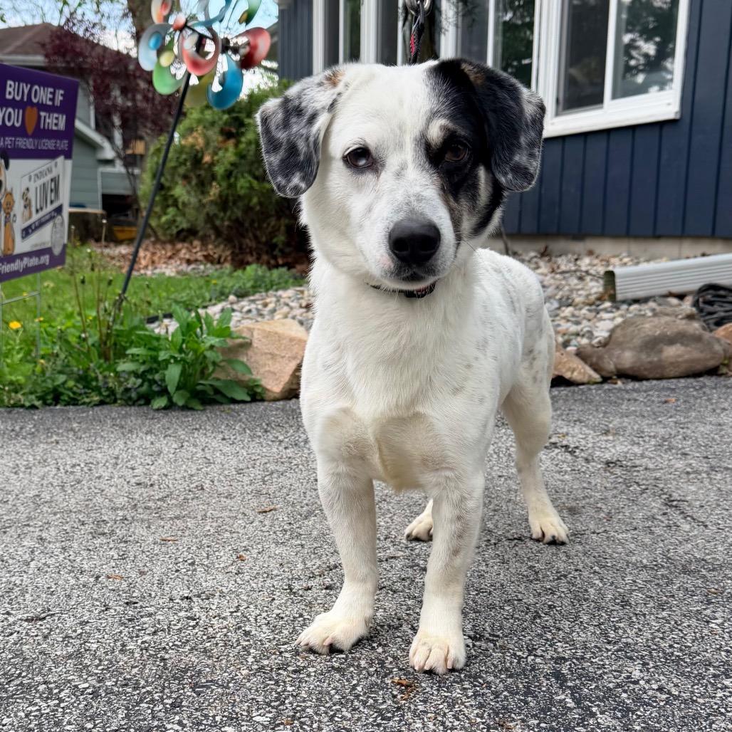 Merle, a Adoptable Dachshund in Saint John, IN image 6/6