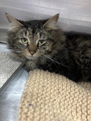 Leggy, Adoptable, Adult Male Domestic Medium Hair & Domestic Short Hair.