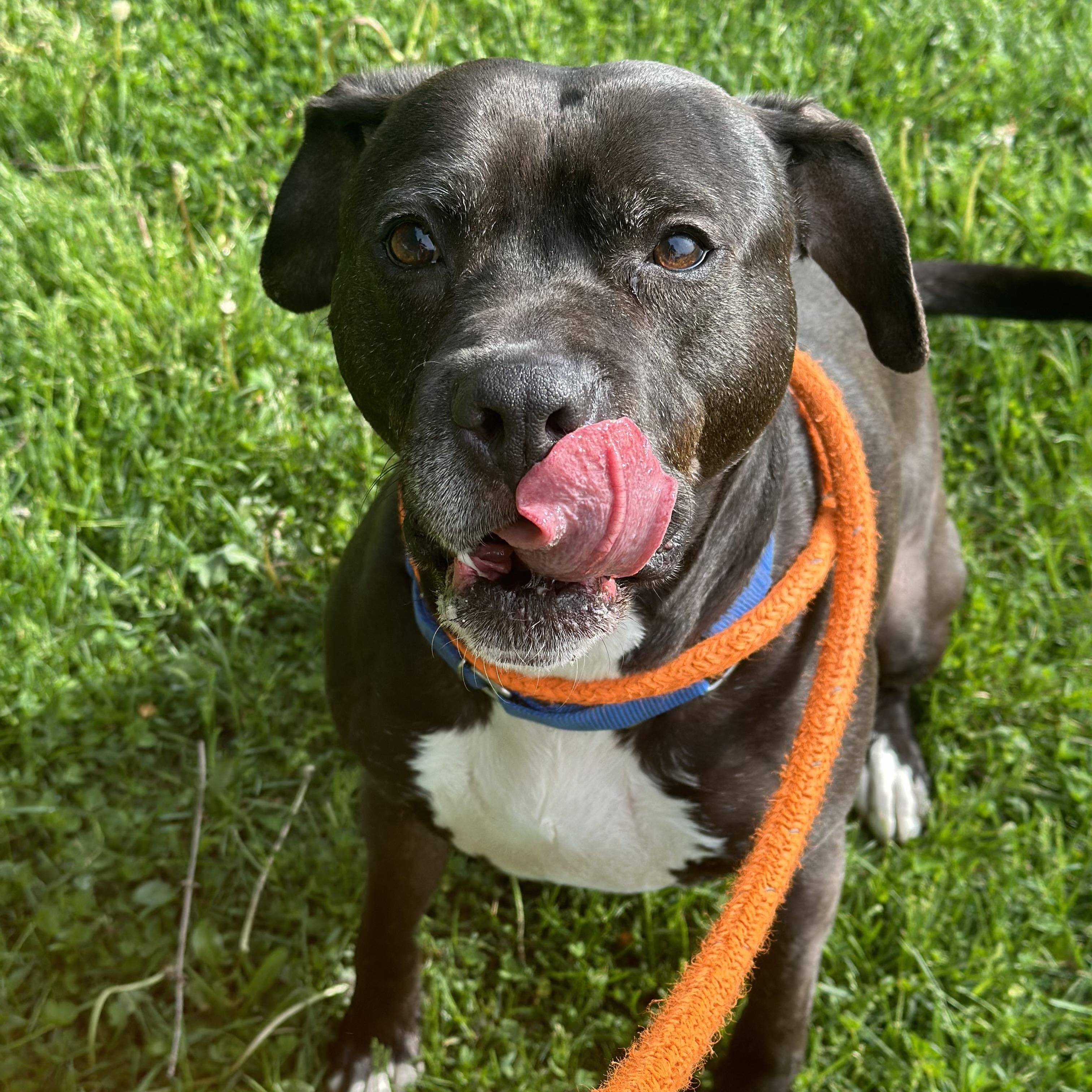 Onyx, a Adoptable mixed breed in Youngstown, OH image 1/6
