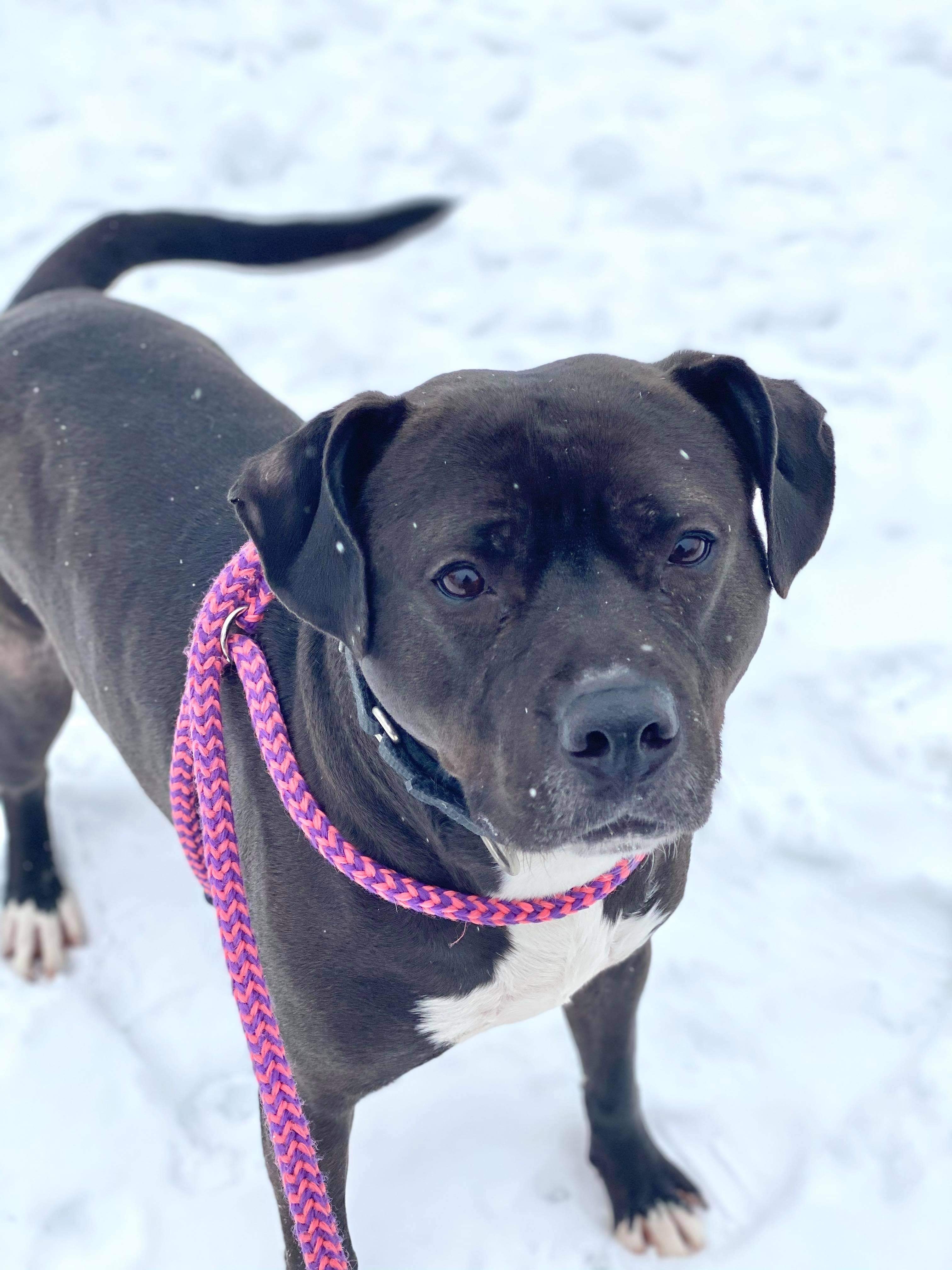 Onyx, a Adoptable mixed breed in Youngstown, OH image 3/6