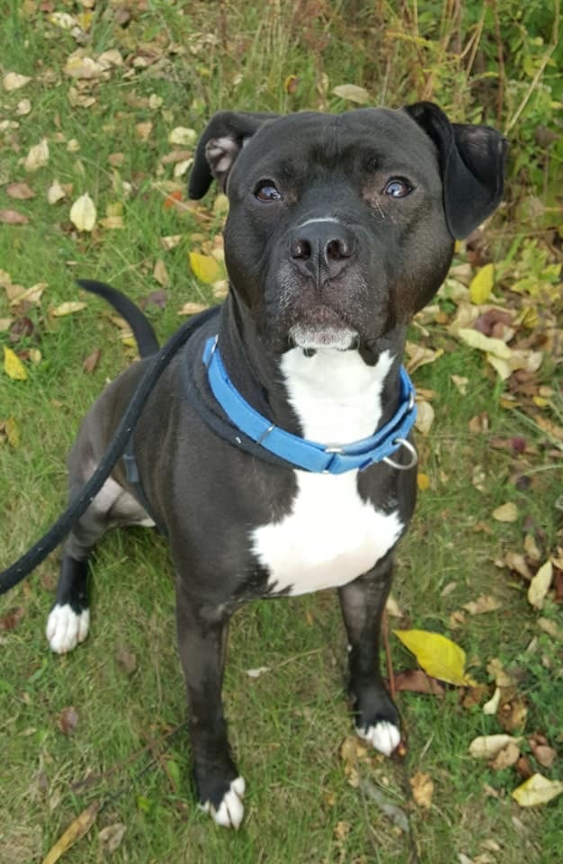 Onyx, a Adoptable mixed breed in Youngstown, OH image 4/6