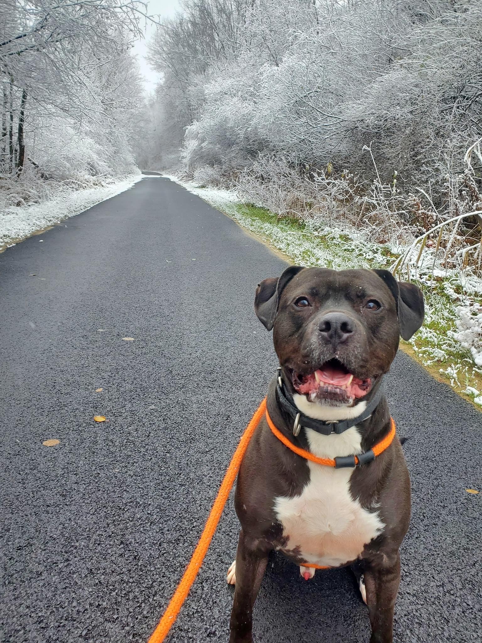 Onyx, a Adoptable mixed breed in Youngstown, OH image 5/6