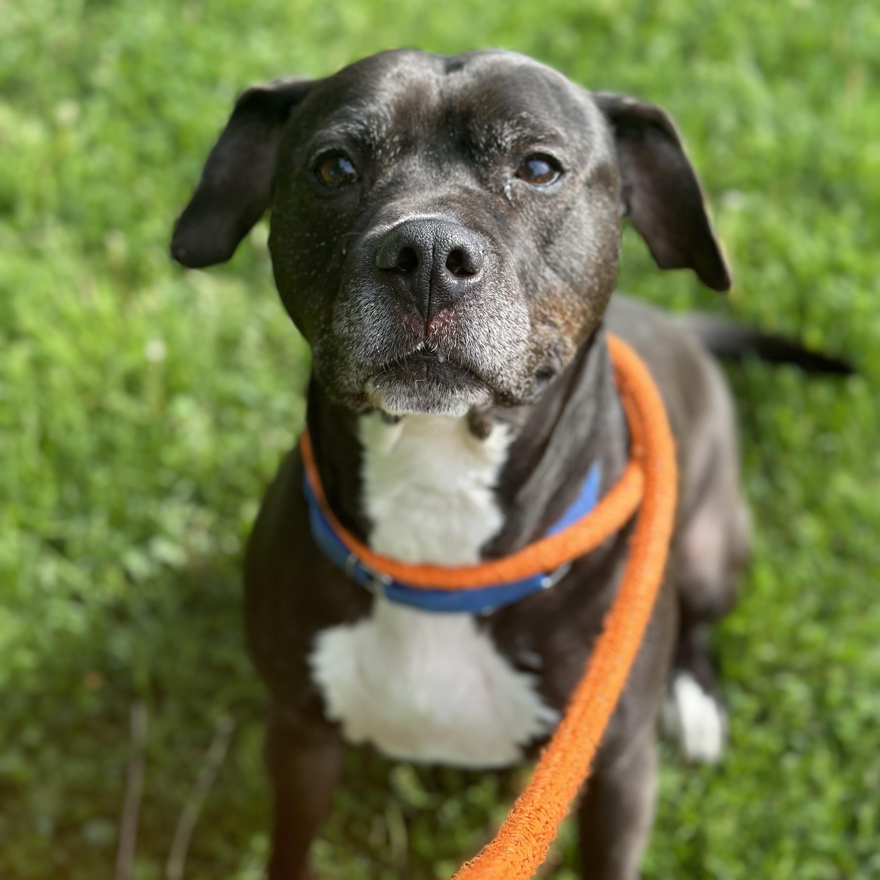 Onyx, a Adoptable mixed breed in Youngstown, OH image 2/6
