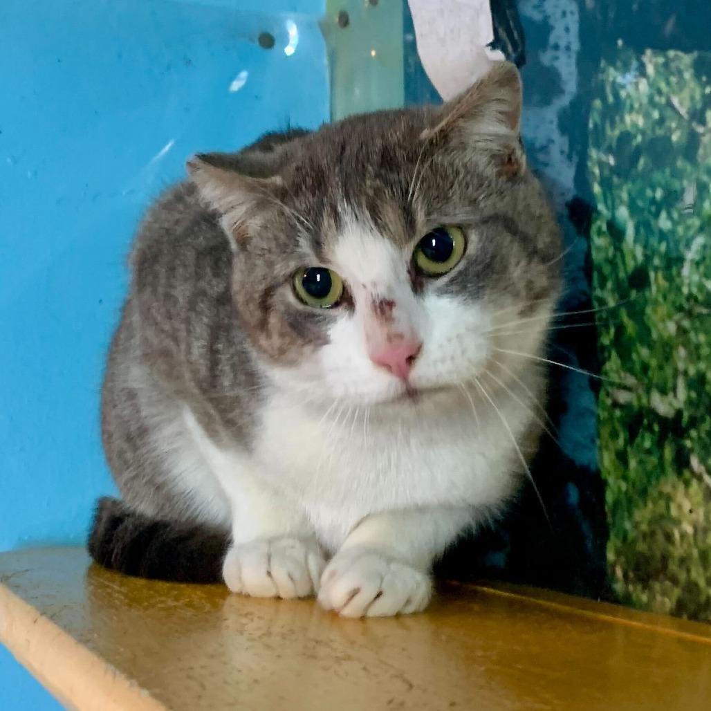 Aster, Young Male Domestic Short Hair