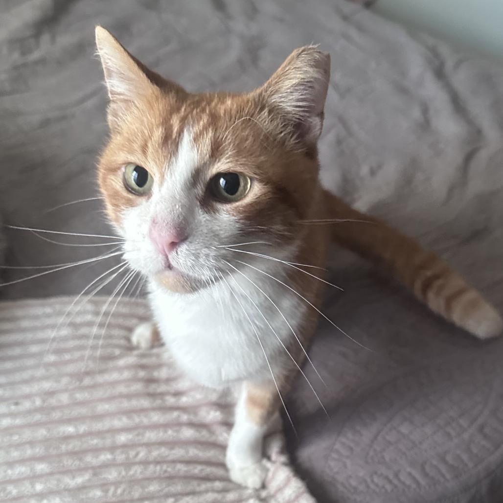 Bodie, Adoptable, Adult Male Domestic Short Hair.