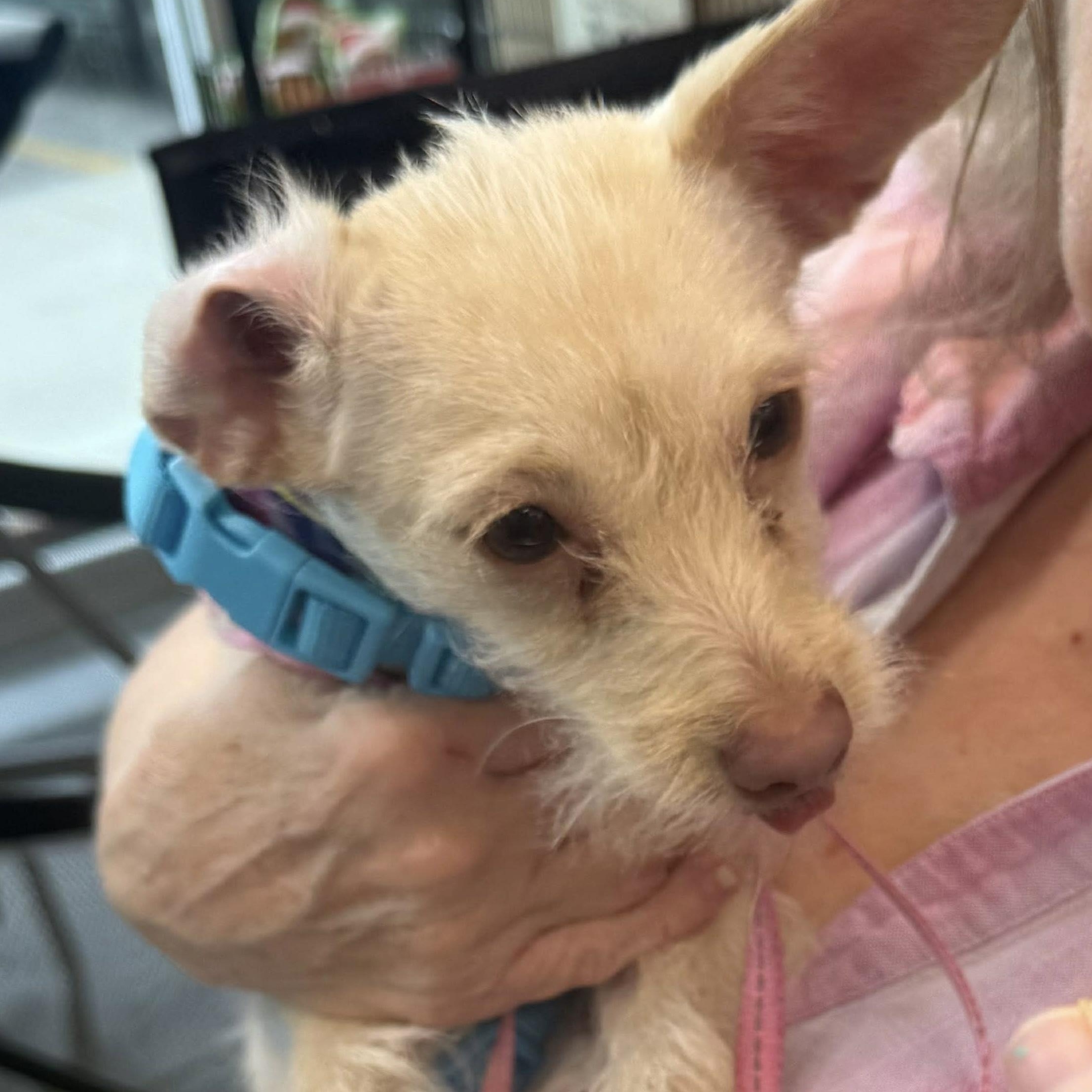 Enlarge Pixie, a Adoptable mixed breed in Homer Glen, IL image 3/4