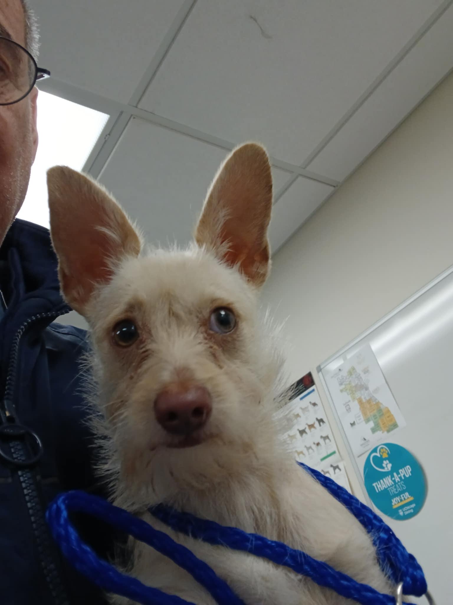 Enlarge Pixie, a Adoptable mixed breed in Homer Glen, IL image 2/4