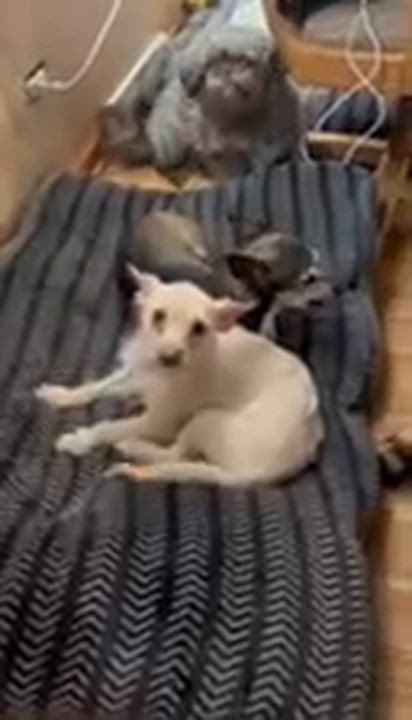 Enlarge Pixie, a Adoptable mixed breed in Homer Glen, IL video 5/5