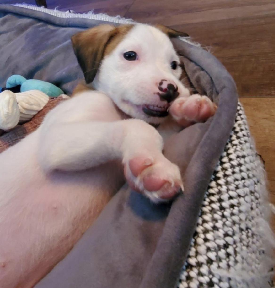 Charlie, ADOPTABLE, Puppy Male Mixed Breed.