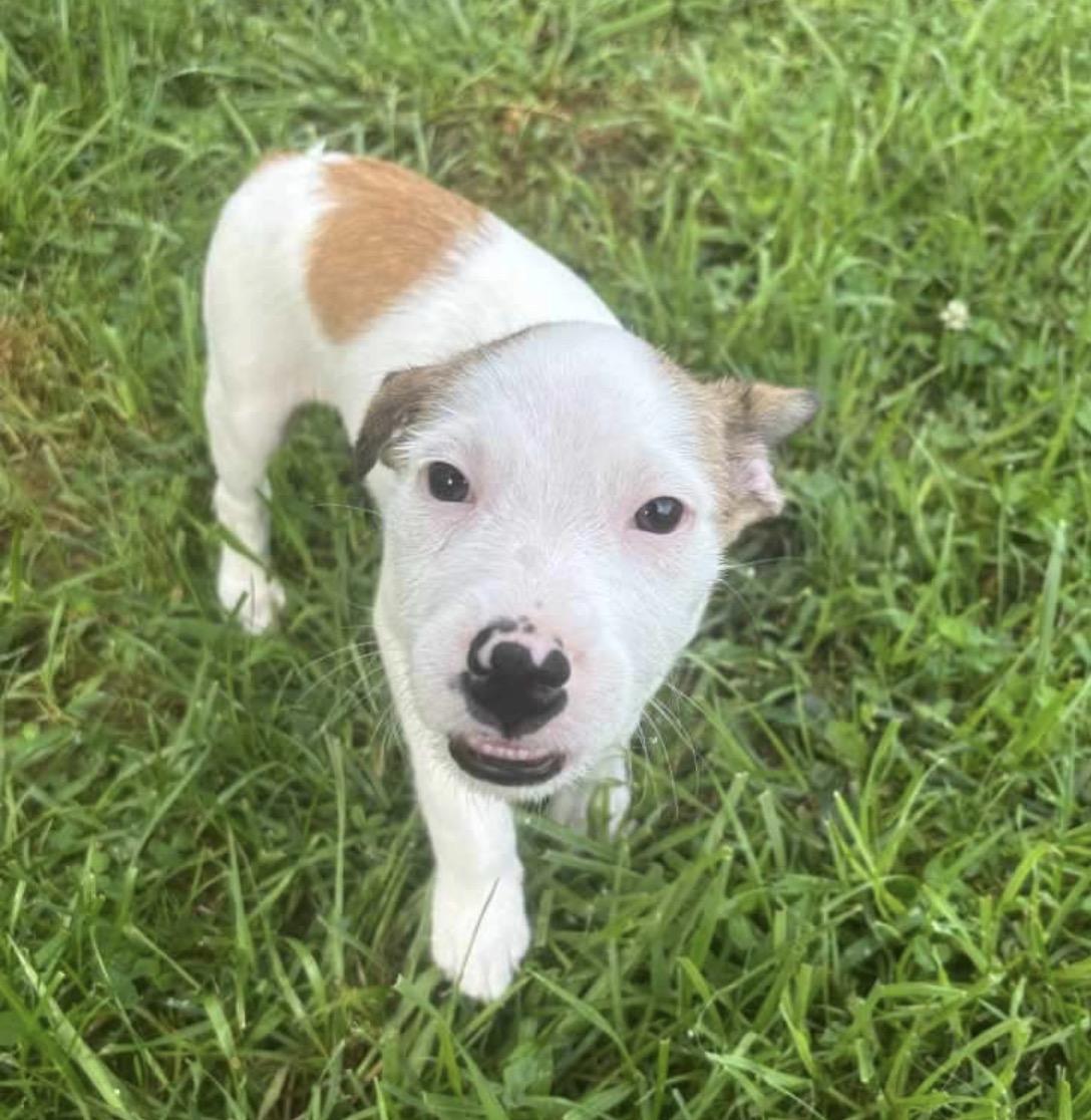 Enlarge Charlie, a ADOPTABLE Mixed Breed in Maineville, OH image 5/6