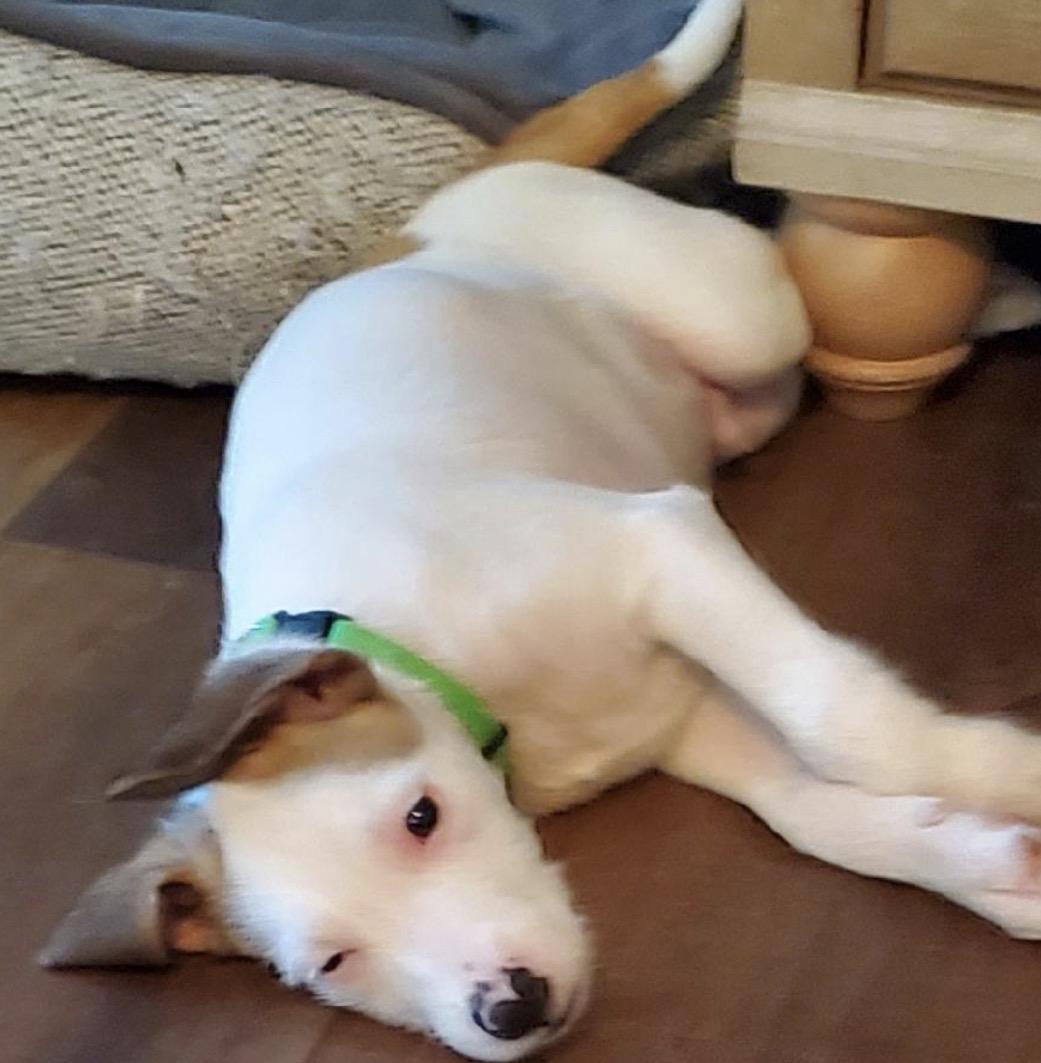 Enlarge Charlie, a ADOPTABLE Mixed Breed in Maineville, OH image 2/6