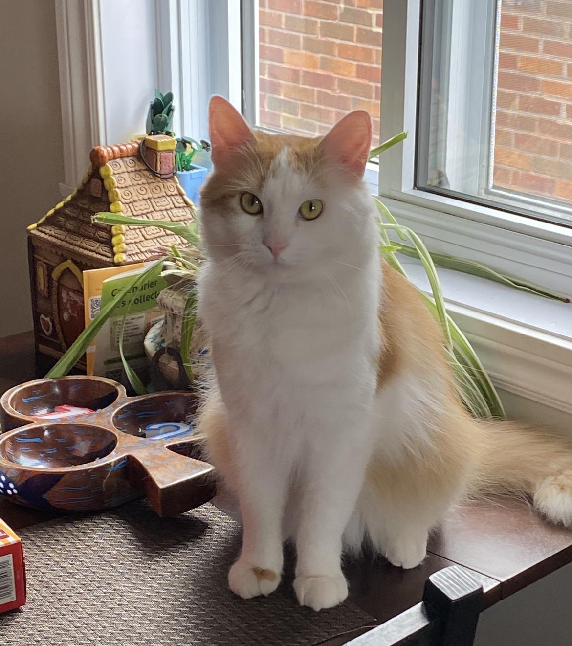 Enlarge Sol, a ADOPTABLE Domestic Long Hair in Verdun, QC image 1/1