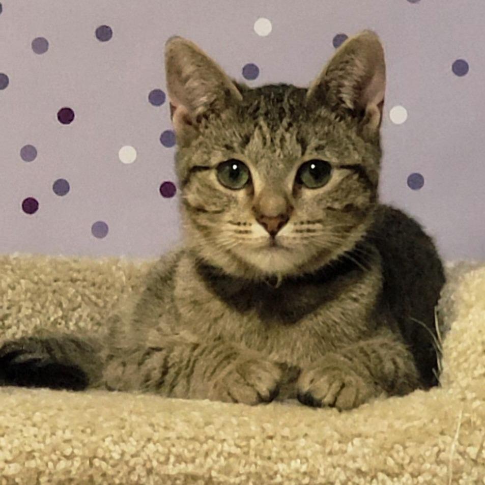 Callie, Adoptable, Young Female Domestic Short Hair.