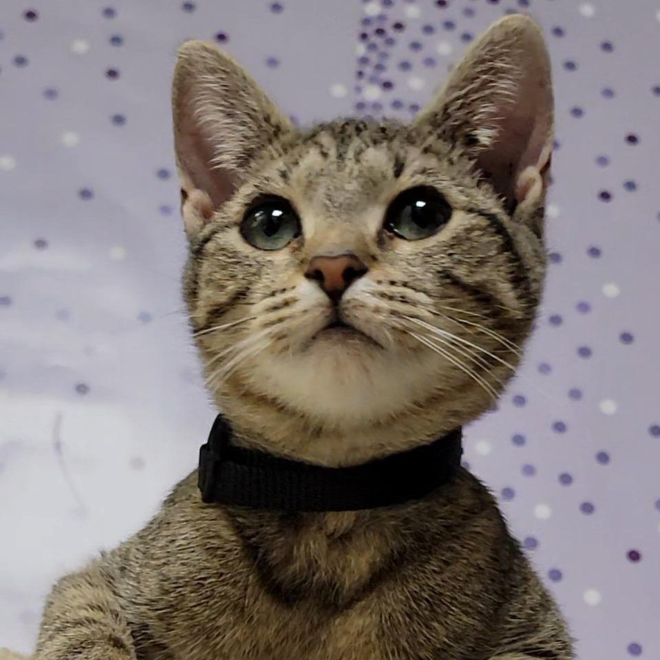 Enlarge Callie, a Adoptable Domestic Short Hair in Atlanta, GA image 2/3