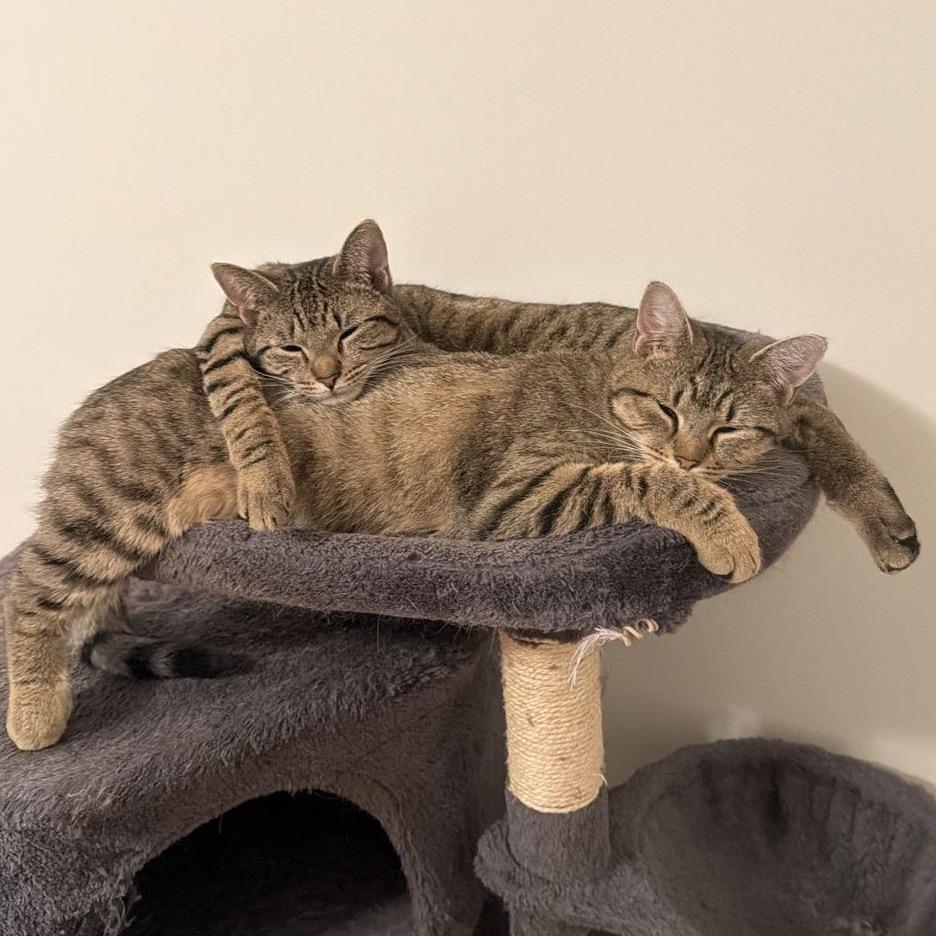 Enlarge Callie, a Adoptable Domestic Short Hair in Atlanta, GA image 3/5