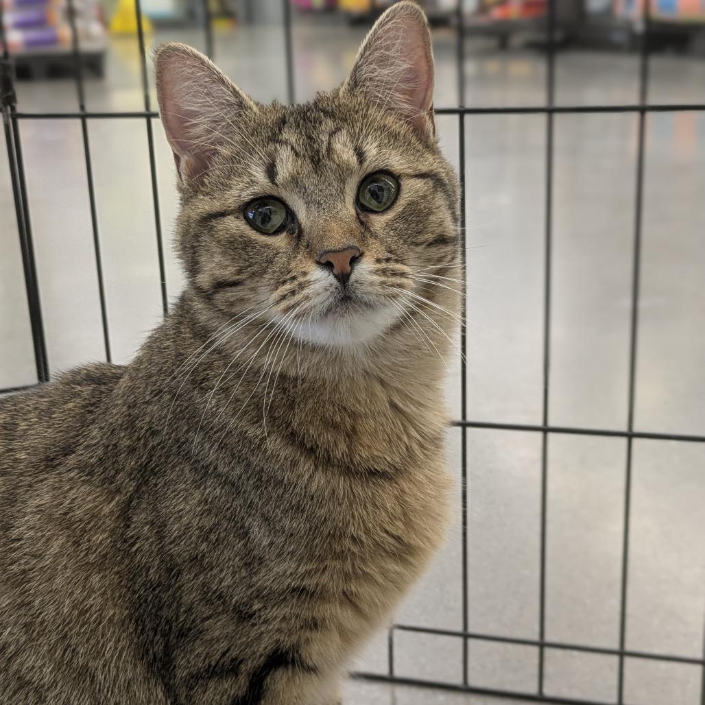 Enlarge Callie, a Adoptable Domestic Short Hair in Atlanta, GA image 4/5