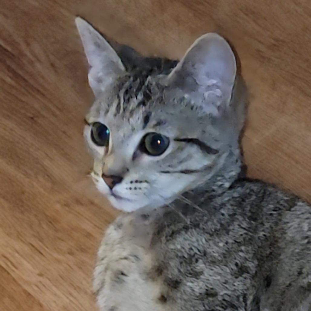 Enlarge Callie, a Adoptable Domestic Short Hair in Atlanta, GA image 3/3