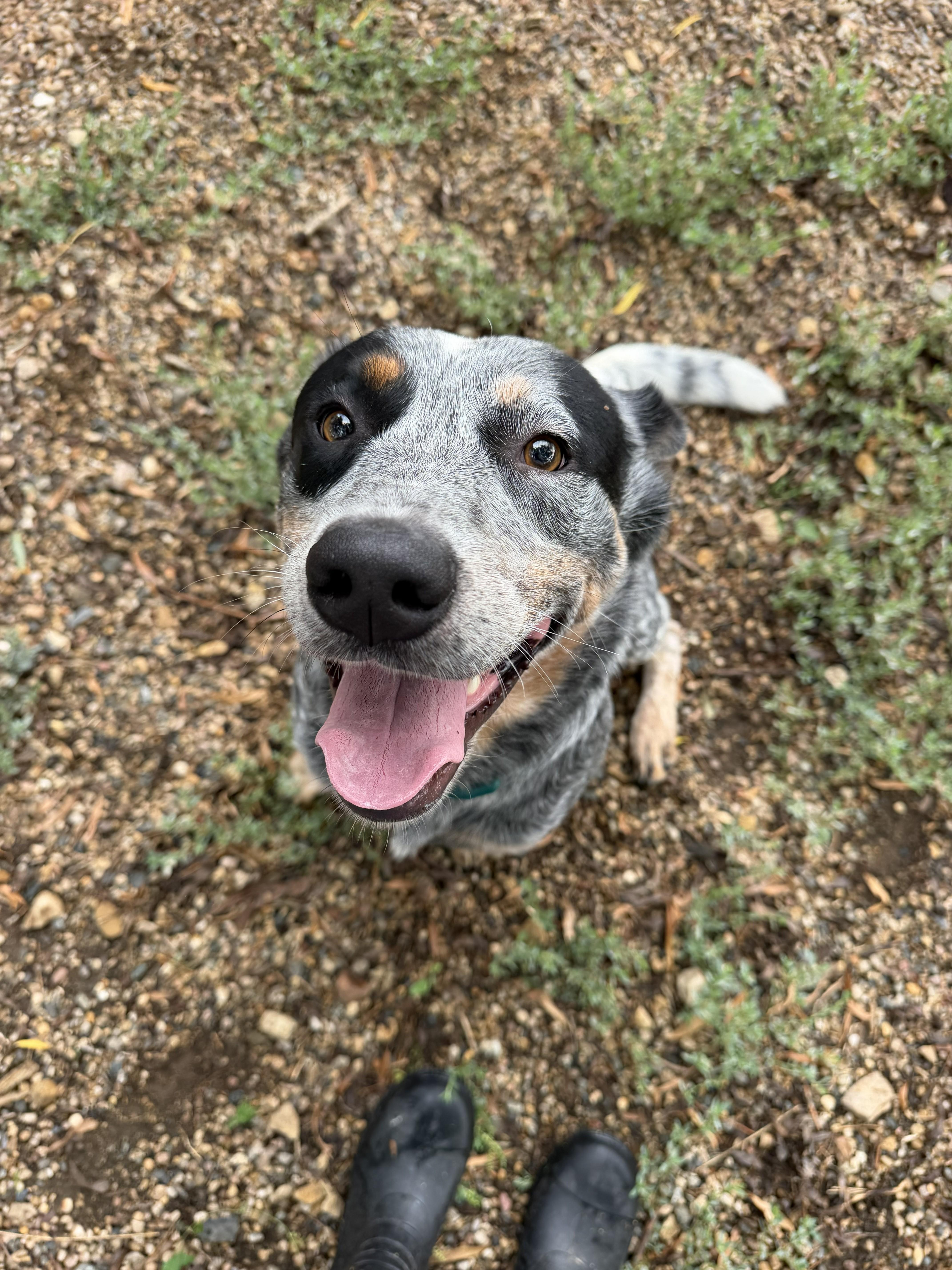 Enlarge Cole, a ADOPTABLE Australian Cattle Dog / Blue Heeler in Rockwell City, IA image 1/1