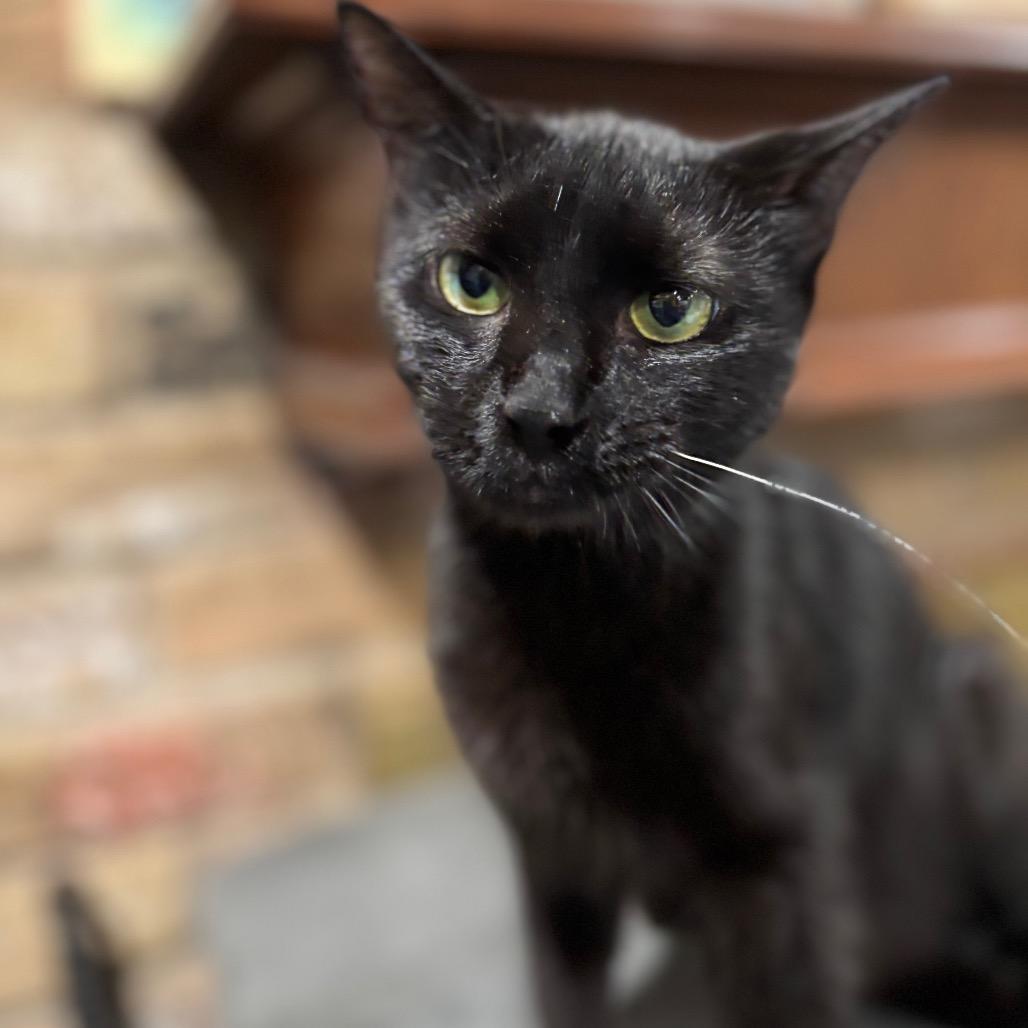 Gem, Adoptable, Young Female Domestic Short Hair.
